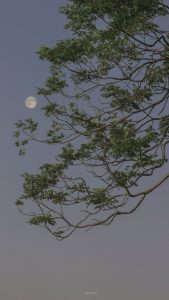 66c65421-d333-4c91-9a15-efd100a1988a